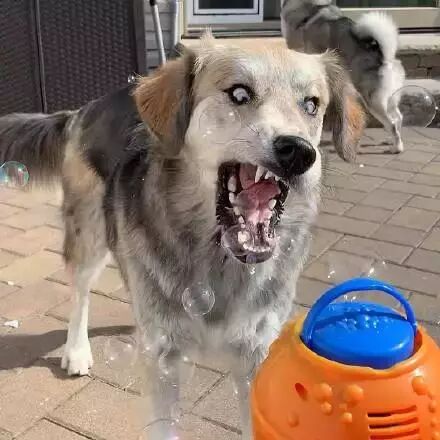 網友曬出自家狗的幾張圖片，朋友圈瞬間炸了！ 寵物 第4張