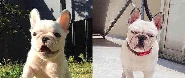 养了一只高颜值小法斗，可四年后，这个厌世丧大叔是谁？