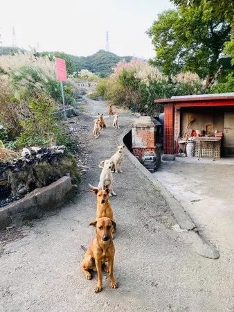 每次在墓地喊「小朋友」，都會有好幾個身影飛奔而來... 寵物 第1張