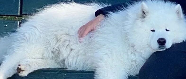 谁不想拥有一个二百斤的大宝宝呢？