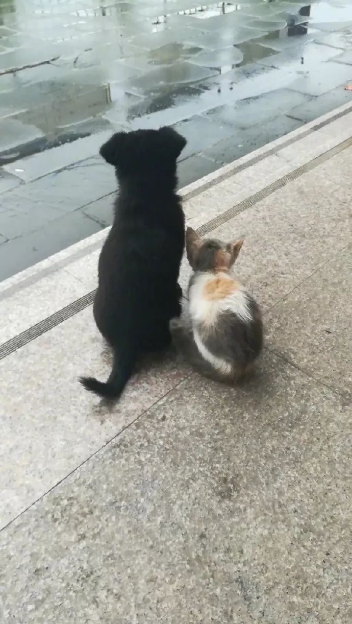 校园犬和校园猫在一块后，网友们集体变成了柠檬精！