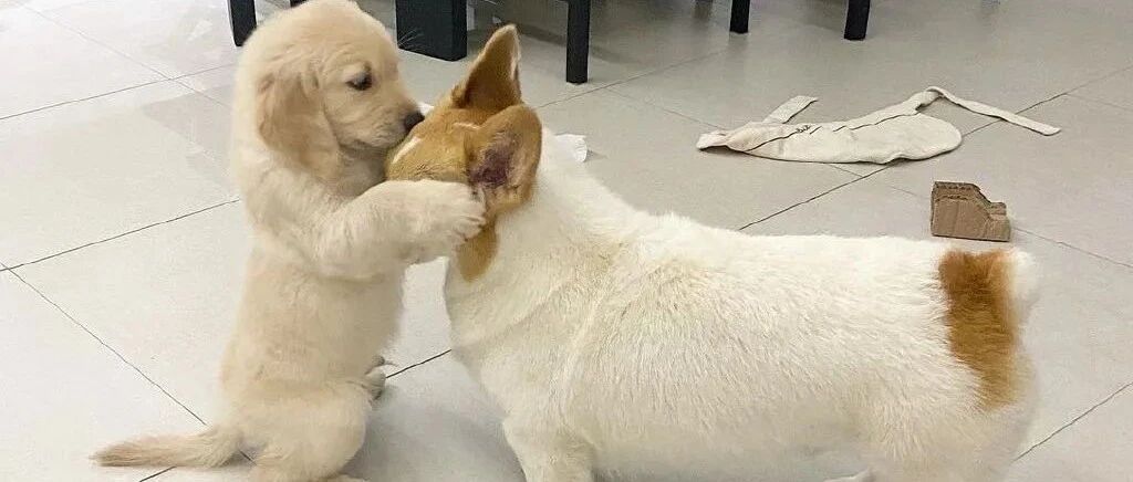 “主人集中隔离，而柯基在家里被人撬门拿铁棍击打处理...”
