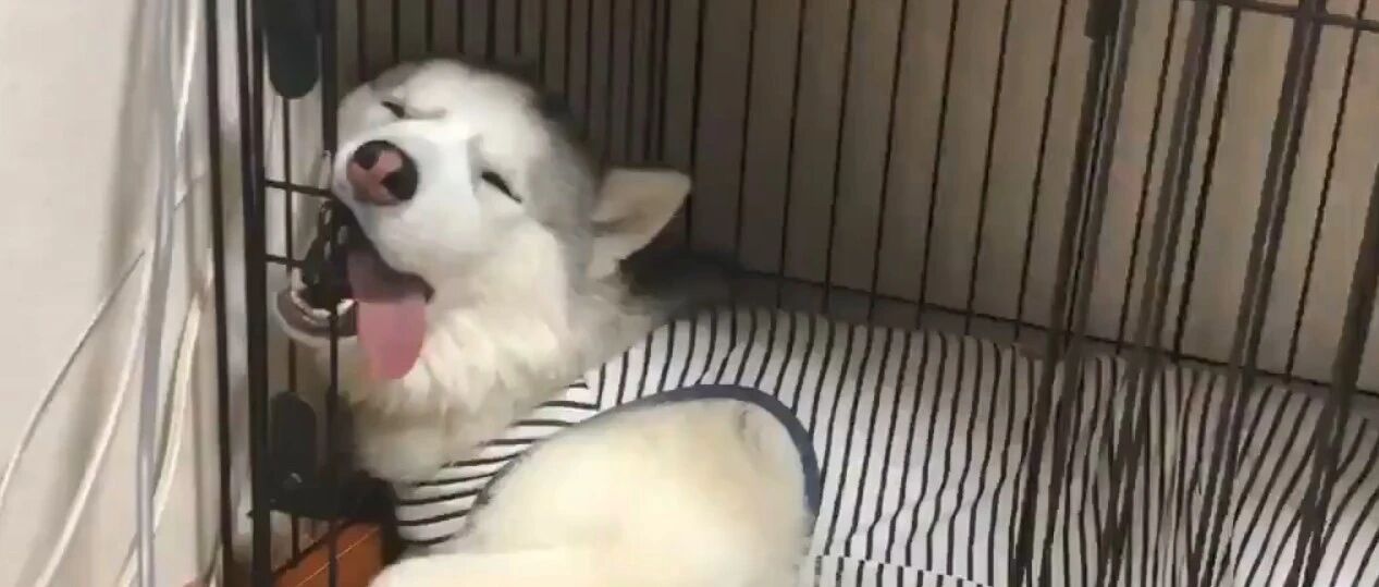 铲屎官冒死偷拍：狗狗阴间睡相大赏...