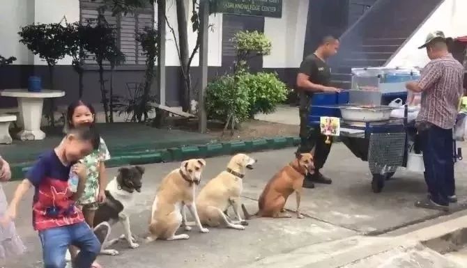 四只狗狗因排隊等烤肉爆紅，店老板：它們每天都來... 未分類 第5張
