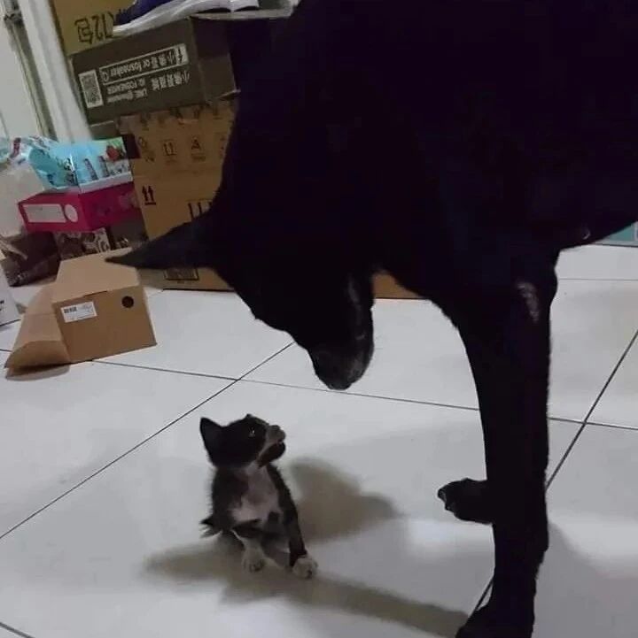 小猫咪从小被狗狗带大，四年后长得…居然比狗还大只！