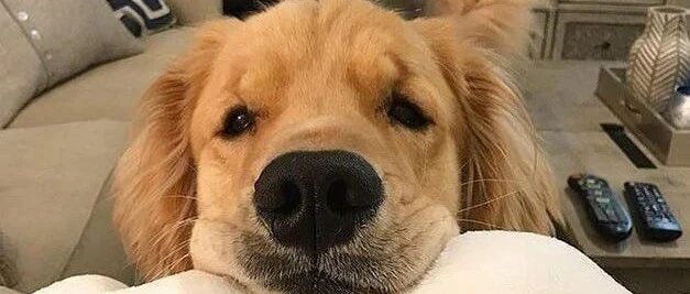 “我养的不是狗，是块狗皮膏药！”