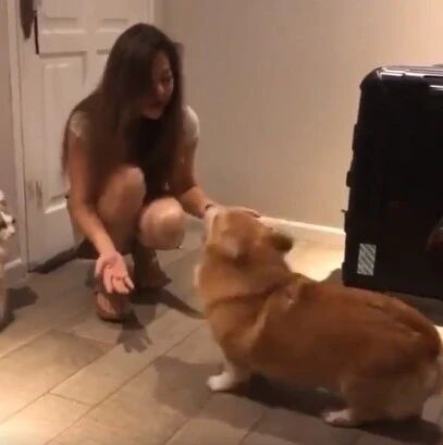 柯基上辈子应该是个醋坛子！