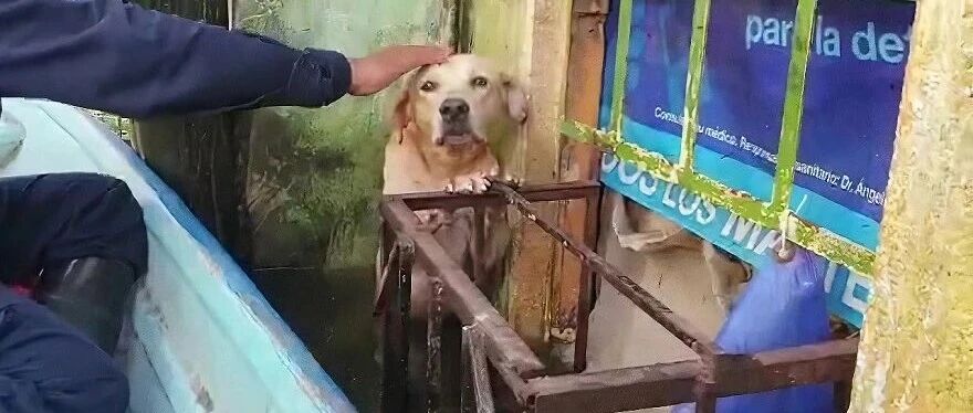 被困洪水中的流浪狗，不仅等到了海军救援，还被收编将成搜救犬！