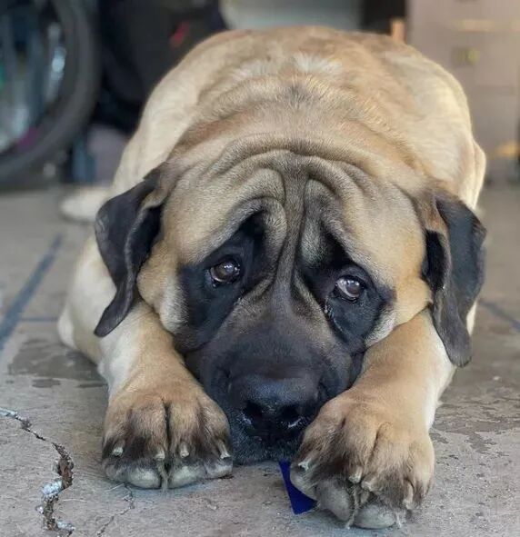 160斤比人还高的獒犬，每天最喜欢做的事，居然是..