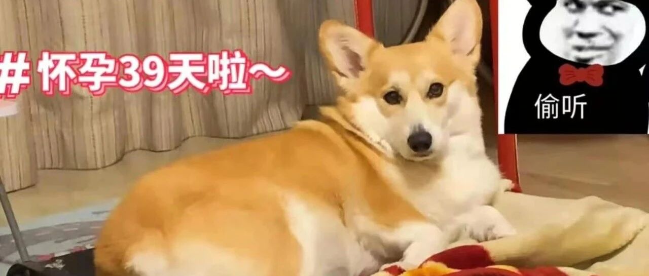 柯基怀孕51天去做了B超，结果火上热搜，全网都在心疼铲屎官!