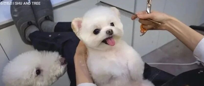 这家狗子理发店，被网友称为治愈神器，点进去就不出来了...