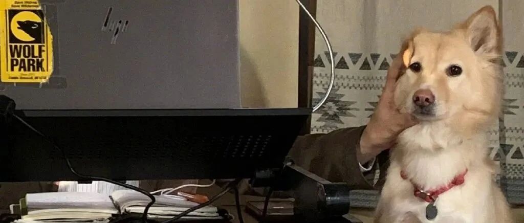 这才是铲屎官在家办公的真实状态...哈哈哈哈哈真的太难了！