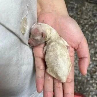 出生时被妈妈咬断下巴差点死掉...但满月后它惊艳网友：这也太可爱了！