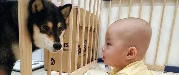 “大意了！从小让狗帮带娃，娃长大后居然...”