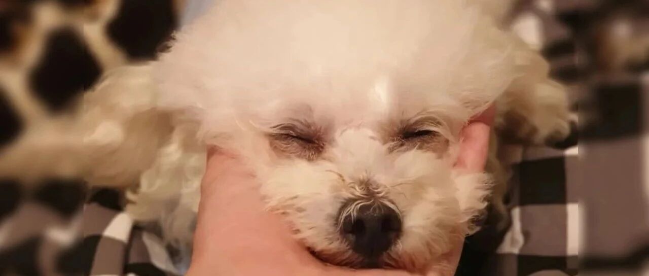 11岁爱犬突然离世，头七这天留下“道别礼物”，看哭铲屎官...