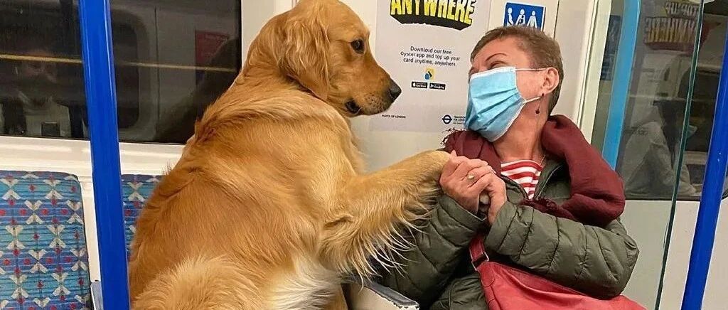 “救命啊，我家狗子居然是个海王...”