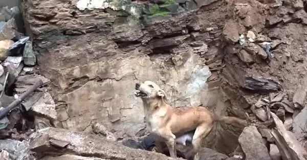 狗狗在廢墟上拼命刨土，好心人幫忙徒手挖掘，竟救出... 寵物 第1張