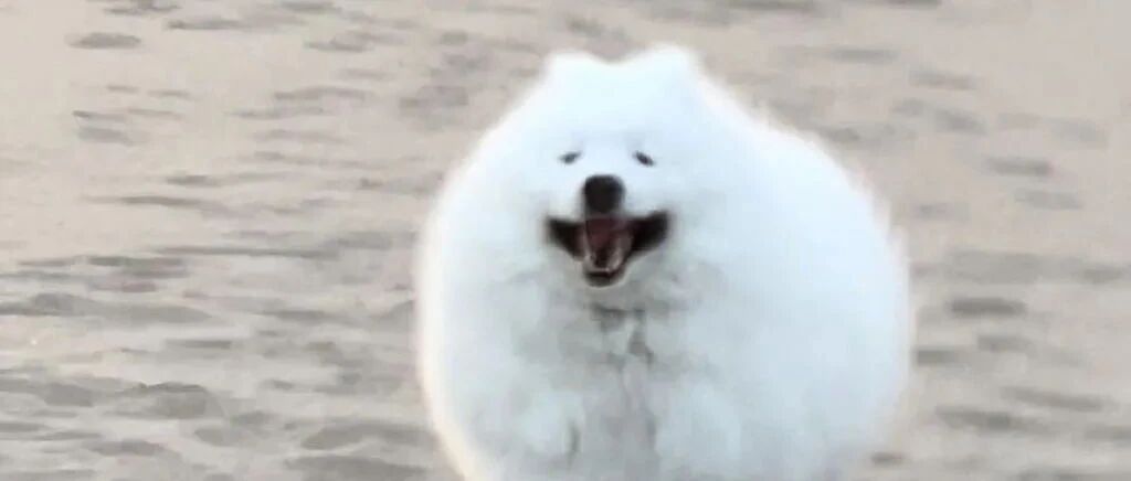 养了个傻子狗是什么体验？哈哈哈哈哈哈哈这是真傻！