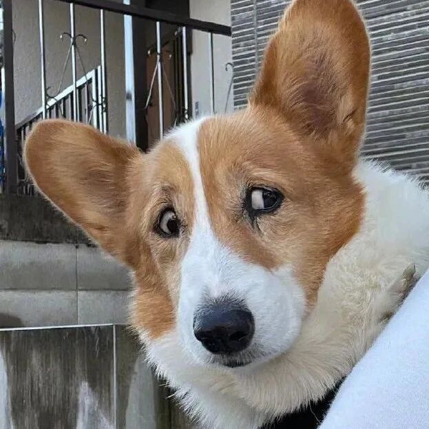 带狗子骑车兜风，以为它会很开心，可结果...哈哈哈哈哈！