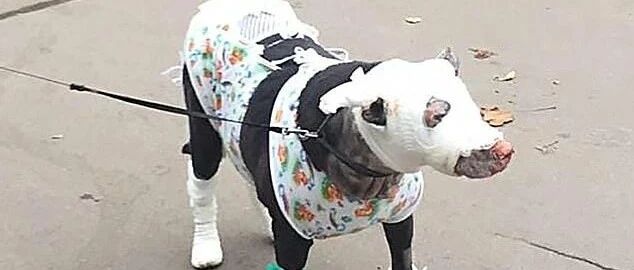 大楼起火，一只怀孕狗狗却拼命往火场里冲...