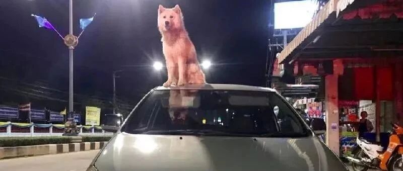 陌生二哈坐车顶上不肯离开，警察苦劝无果，而它的目的居然只是...