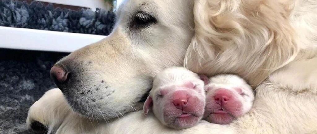 狗子第一次当妈没经验：出门上个厕所，不小心把崽生外面了...