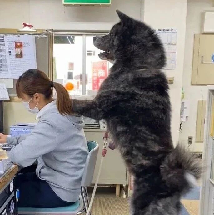 “道理我都懂，但为啥你们办公室能养大黑熊？！”