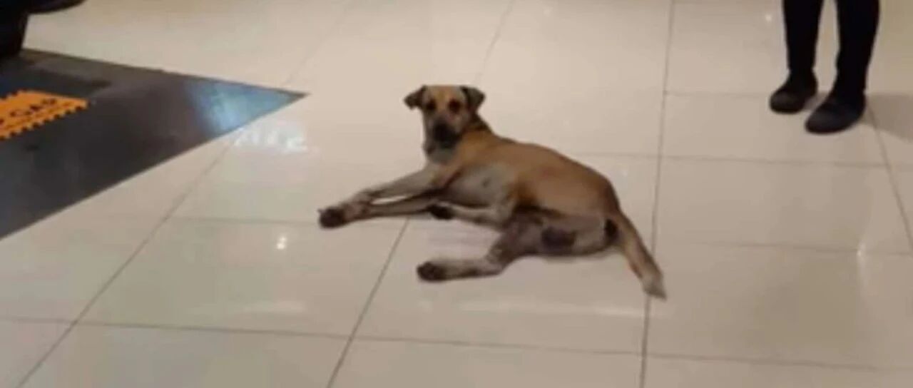 流浪狗跑进商场休息，结果老婆孩子全被抓……“留下打工！”