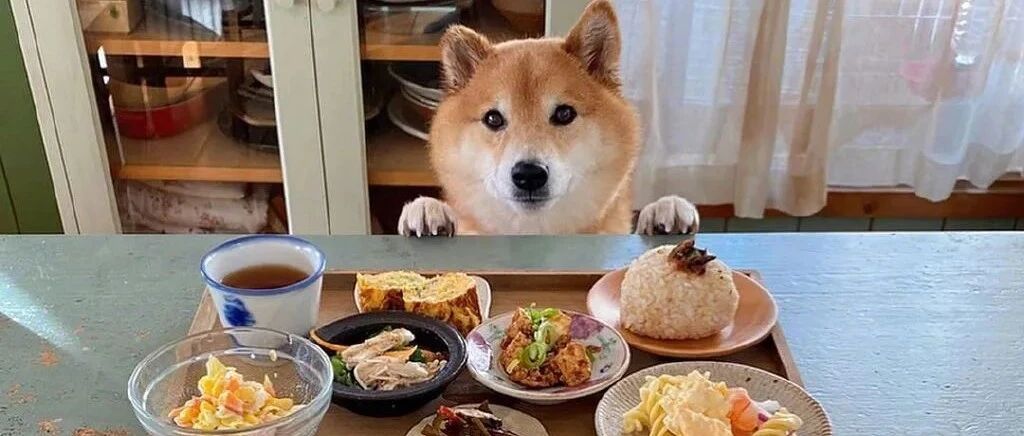 这只柴柴绝对是减肥克星，网友：看到它就想多吃一碗饭！