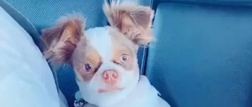 狗的颜值可以低到什么程度？哈哈哈哈哈哈哈哈这也太潦草了吧！