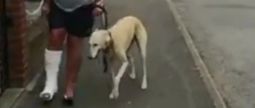 狗子突然瘸了，紧急送医后花了两千多，可医生：它是装的...