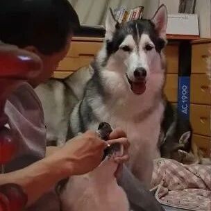 7只二哈排队等刷牙，有一只还抢着要刷...这是天使吗？