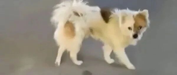 狗狗两年来每天都会边抓门边哀嚎，可邻居们却非常心疼它...