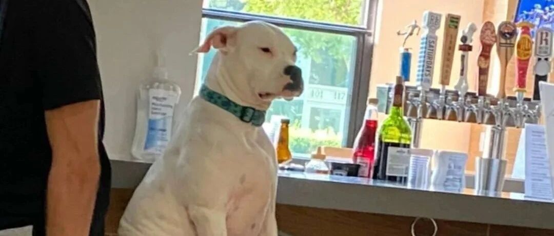 “救命！我家狗以为自己是个人，每天都坐在酒吧里...”