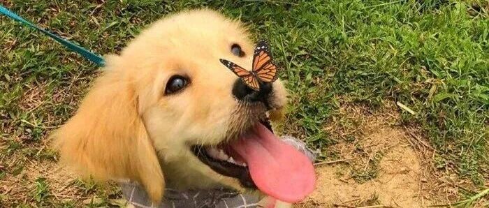 狗狗因为“太友好”当不了警犬...网友却说：看到它，我能开心一整天！