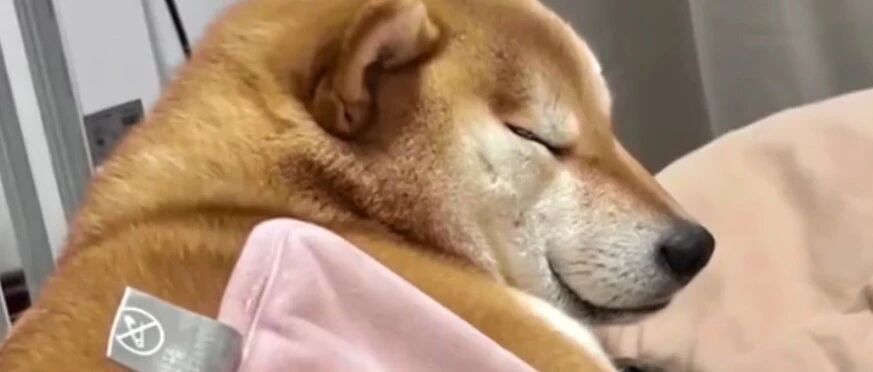 狗狗来“大姨妈”也会姨妈痛吗？呜呜呜呜呜这表现也太真实了！