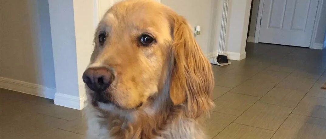 大金毛喊名字没反应，还以为是高冷，结果医生说它只是...智障？