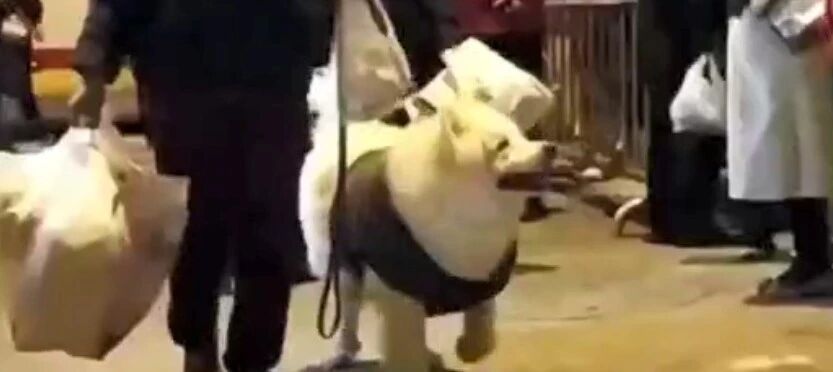 被隔离的萨摩耶和主人一起回家啦！网友：狗是不是胖了？