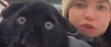 被狗子带大的小黑豹，猛兽变憨兽，这画风跑得也太偏了吧！