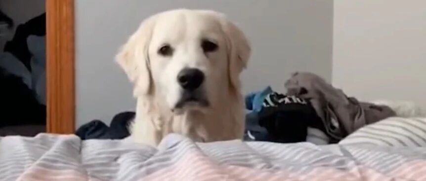 主人吐槽狗子的“叫醒服务”有点暴力...网友笑喷：这真不是在报私仇？