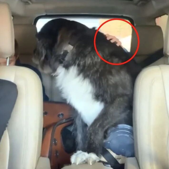 养了个认不清自己体型的大狗子...小主人：快救救我！