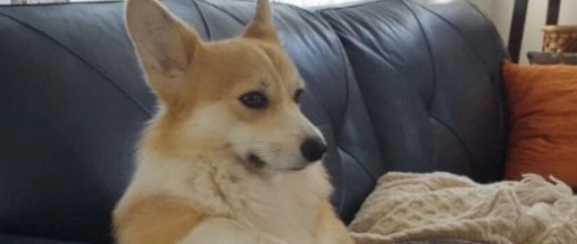 柯基做错事死不承认，可一看它的基腿，网友全都笑喷了！