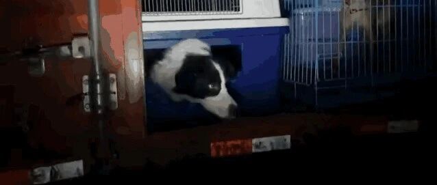 一对夫妻因宠物店倒闭，120只狗狗被丢在了基地门口，网友：气愤！