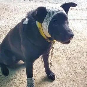 狗子撩妹被打得“很惨”，网友却笑翻：幸好脸没事！