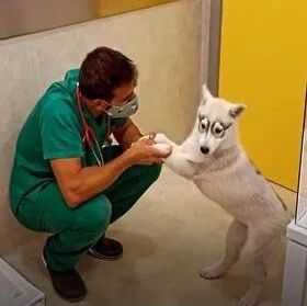 小二哈去打针，不仅不怕还超期待：能再来一针吗？没吃饱...