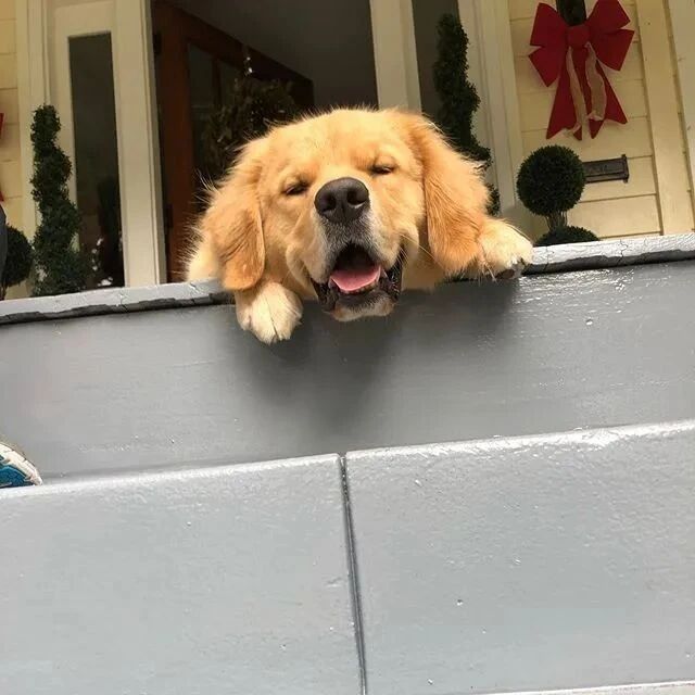 养了一只好奇心很重的狗砸，感觉家里到处都会长狗头！