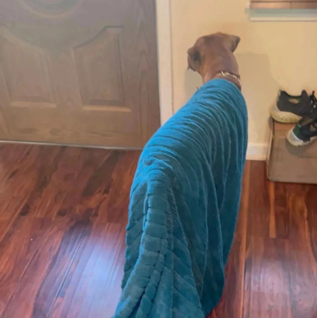 “我家狗狗有个最爱的毛毯，无论干啥都要披在身上...”