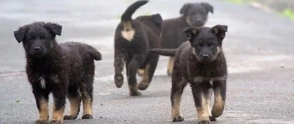 为什么虐狗的人敢这样叫嚣：这就是流浪狗的下场，看着爽不？