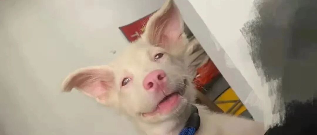 捡到一只流浪小白狗，网友惊了：这也太像猪了吧！