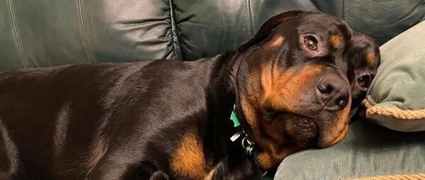 “求助！车窗玻璃被狗磕碎了...保险赔吗？”